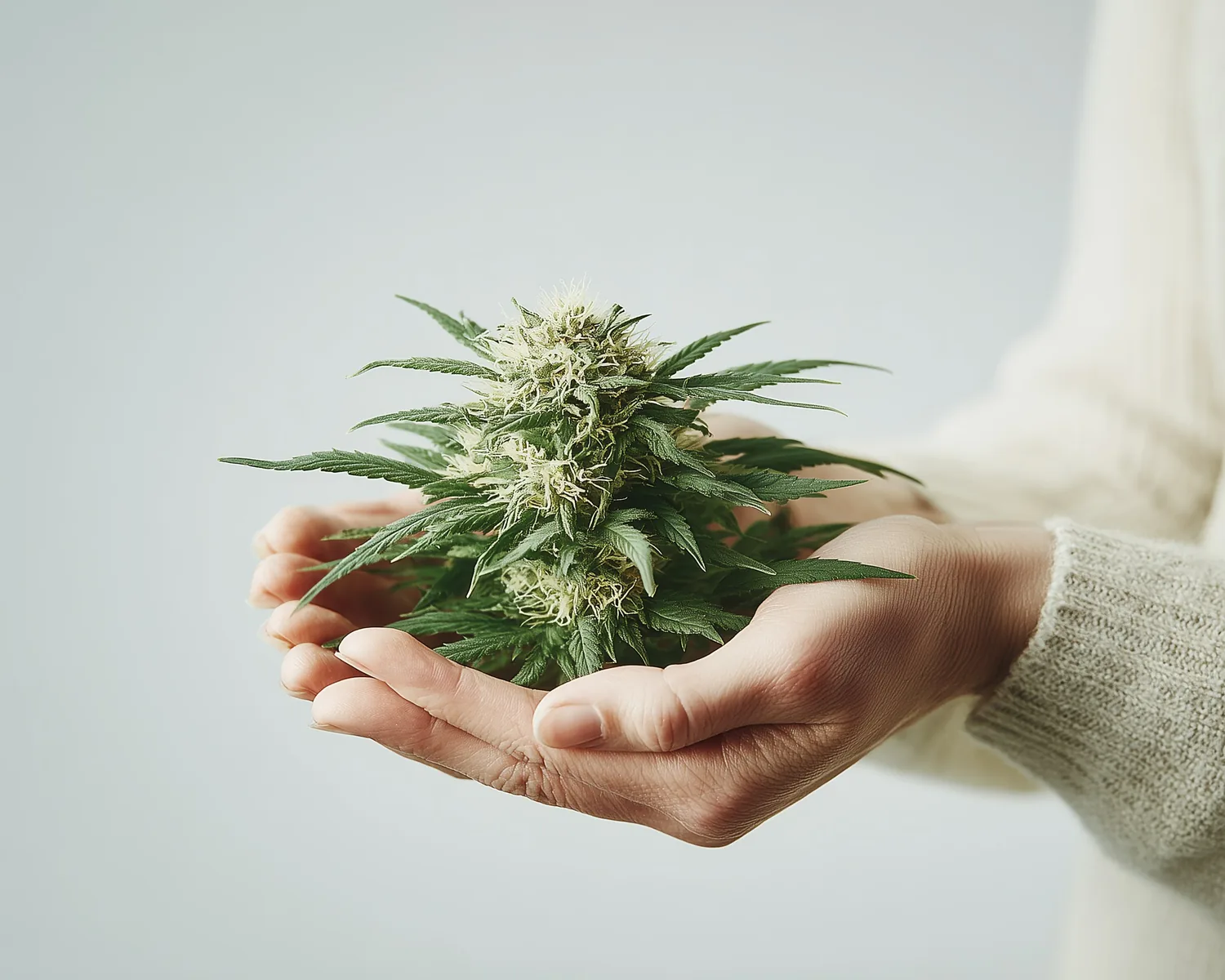 Cupped hands holding a fresh cannabis bud against a pale background